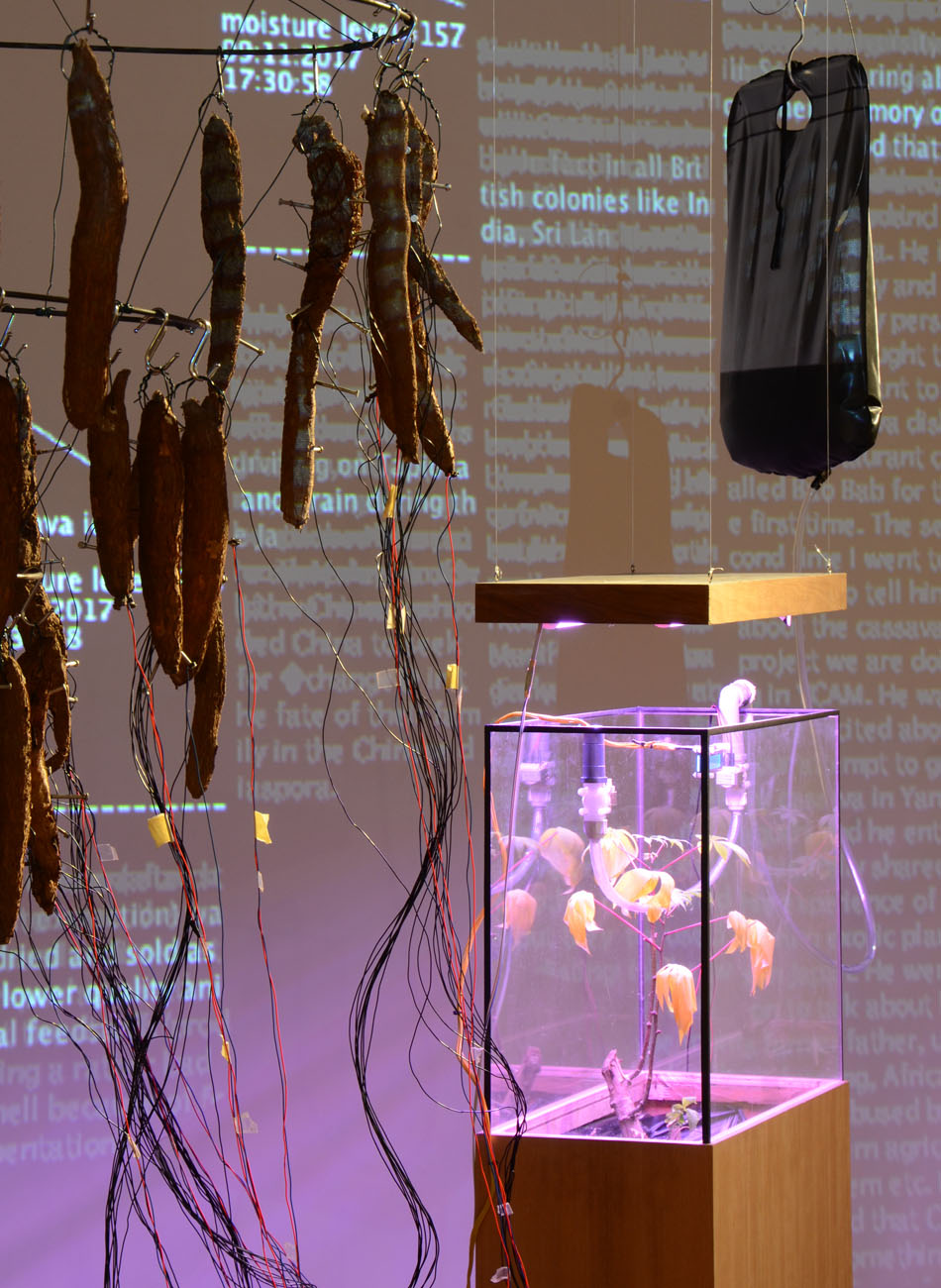 Operasi Cassava Octagon Creative