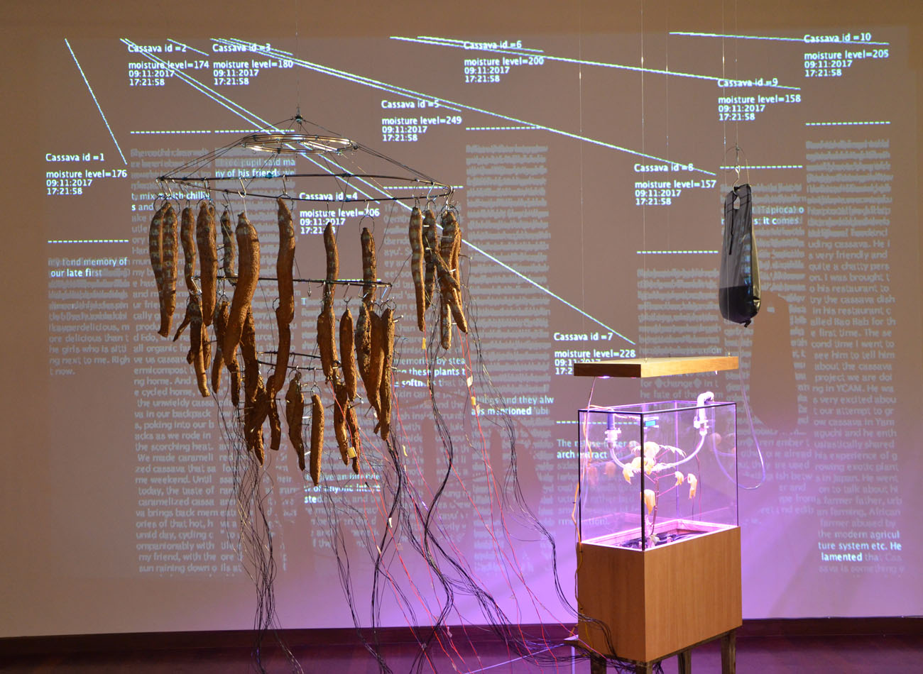 Operasi Cassava Octagon Creative